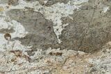 Polished Dinosaur Bone (Gembone) Section - Utah #151461-1